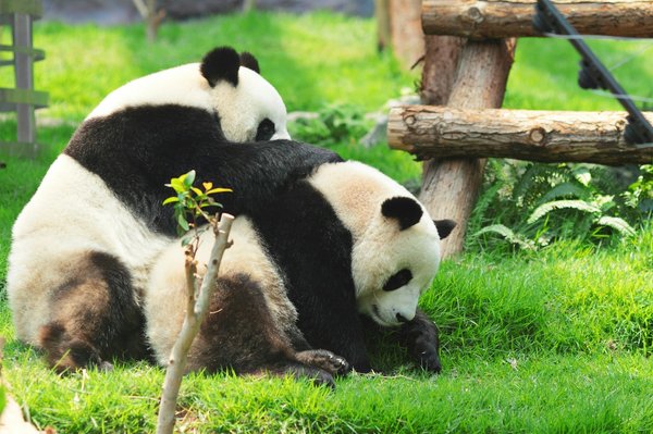 Quelles sont les meilleures périodes pour observer les pandas géants en Chine?